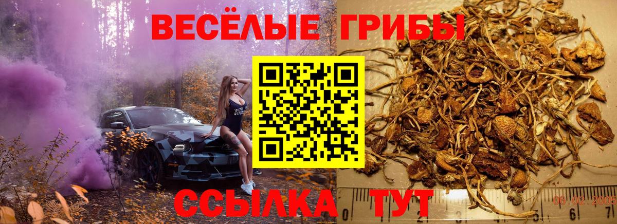 наркота  Галлюциногенные грибы Cubensis  Вход с VPN  Котовск  Галлюциногенные грибы Cubensis 