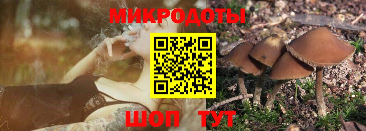 Галлюциногенные грибы Cubensis Котовск